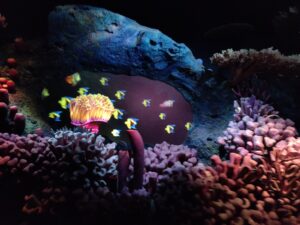 Seas with Nemo & Friends