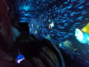 Seas with Nemo & Friends