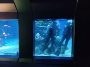 Seas with Nemo & Friends