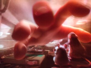 Remy's Ratatouille Adventure